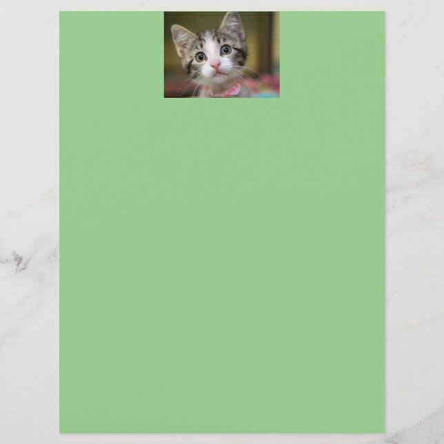 Papier Un chaton mignon aux yeux verts (Devant)