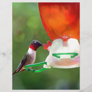 Papier Un colibri à gorge rubis