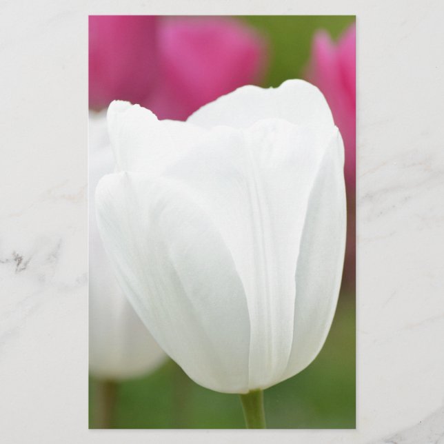 Papier Une tulipe blanche (Devant)