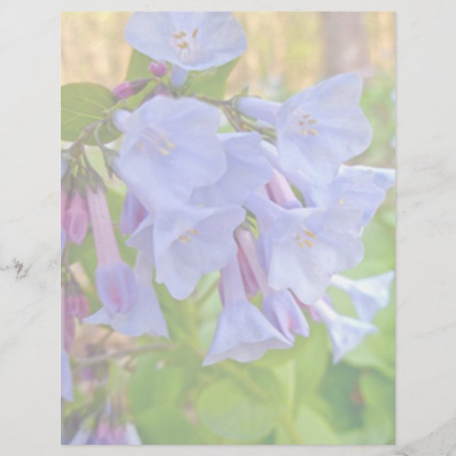 Papier Virginia Bluebells Coordonnateurs (Devant)