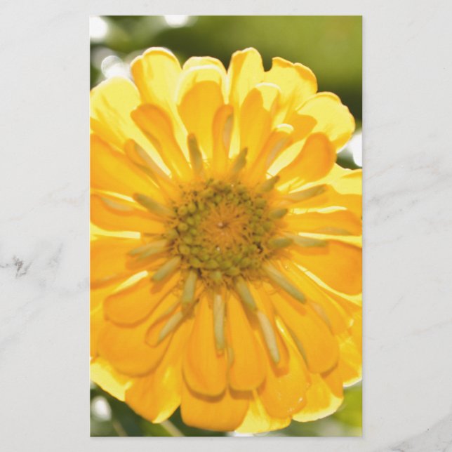 Papier Zinnia jaune, marguerite jaune, fleur jaune (Devant)