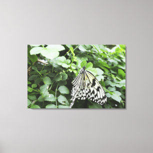 Papierdrachen-Schmetterling (Idee leuconoe) auf Leinwanddruck