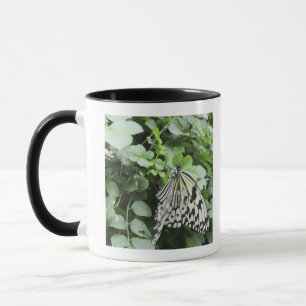 Papierdrachen-Schmetterling (Idee leuconoe) auf Tasse