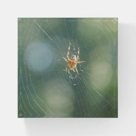 Papiergewicht - Spiegelung im Web Briefbeschwerer