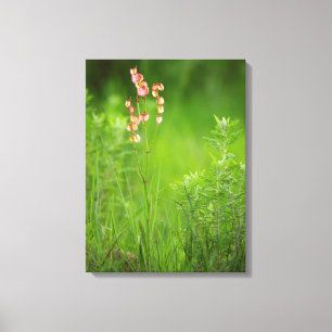Papierherz (Rumex Woodii), Ukhahlamba 2 Leinwanddruck