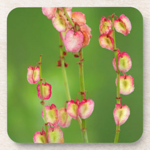 Papierherz (Rumex Woodii), Ukhahlamba Getränkeuntersetzer