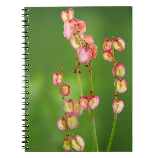 Papierherz (Rumex Woodii), Ukhahlamba Notizblock (Vorderseite)