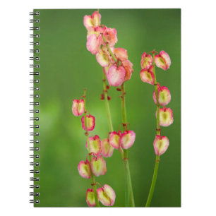 Papierherzen (Rumex Woodii), Ukhahlamba Notizblock