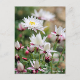 Papierkaskade [Postkarte] Postkarte