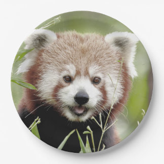 Papierplatte Foto roter Panda. Panda roux.Tiere. Pappteller