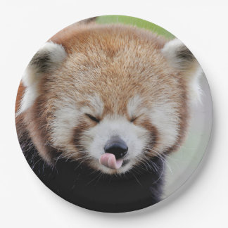 Papierplatte Foto roter Panda. Panda roux. Tiere. Pappteller