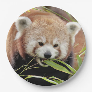 Papierplatte Foto roter Panda. Panda roux. Tiere. Pappteller