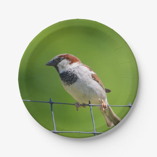 Papierplatte Pappteller (Vorderseite)