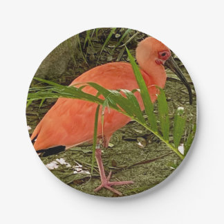 Papierplatte Pappteller