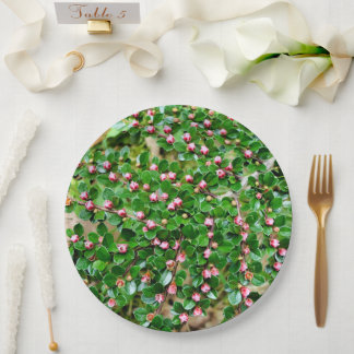 Papierplatte von CotonouOaster Horizontalis Pappteller