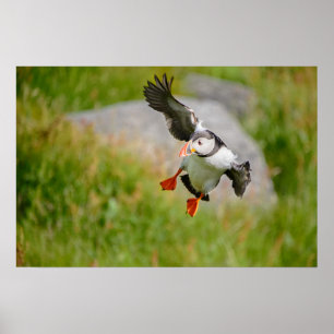 Papierposter mit fliegendem Papageitaucher Poster