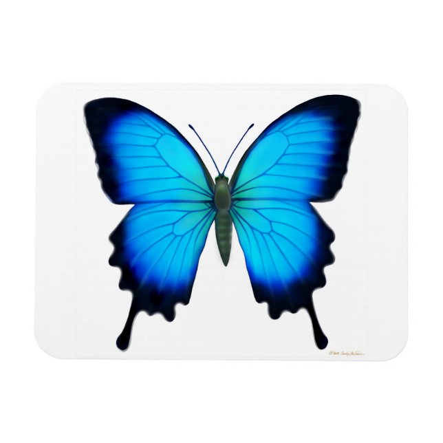 Papilio bleu Ulysse Papillon Magnet Premium (Horizontal)