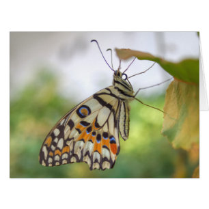 Papilio demoleus