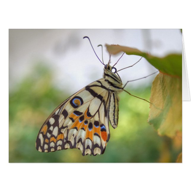 Papilio demoleus (Vorderseite (Horizontal))
