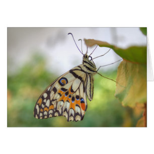 Papilio demoleus