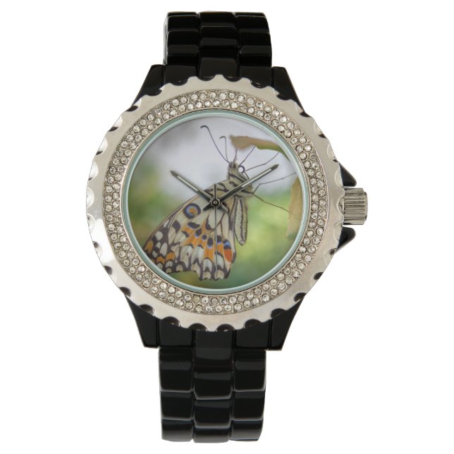 Papilio demoleus armbanduhr (Vorderseite)