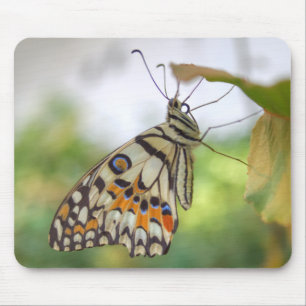 Papilio demoleus mousepad
