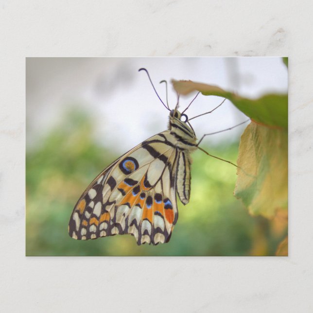 Papilio demoleus postkarte (Vorderseite)