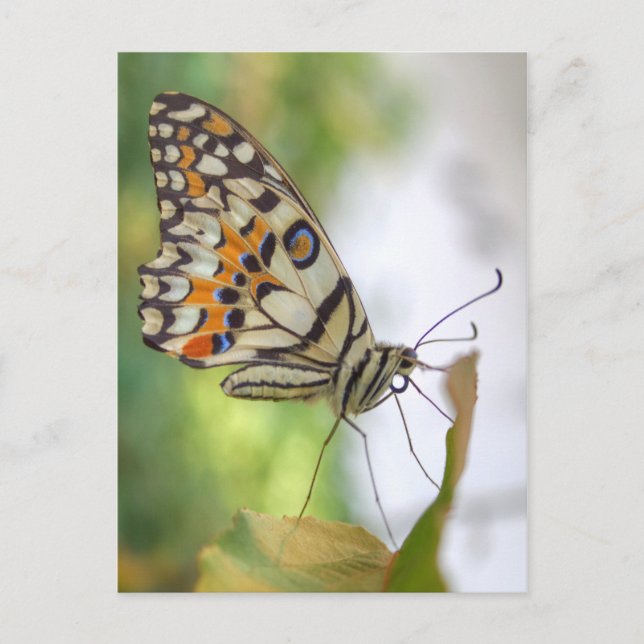 Papilio demoleus postkarte (Vorderseite)