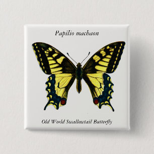 Papilio machaon - Old World Swallowtail Butterfly Button