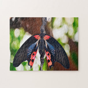 Papilio Rumanzovia Schmetterling.