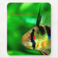 Papiliochromis ramireziの ス ド