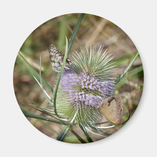 Papillen Magnet (Vorne)