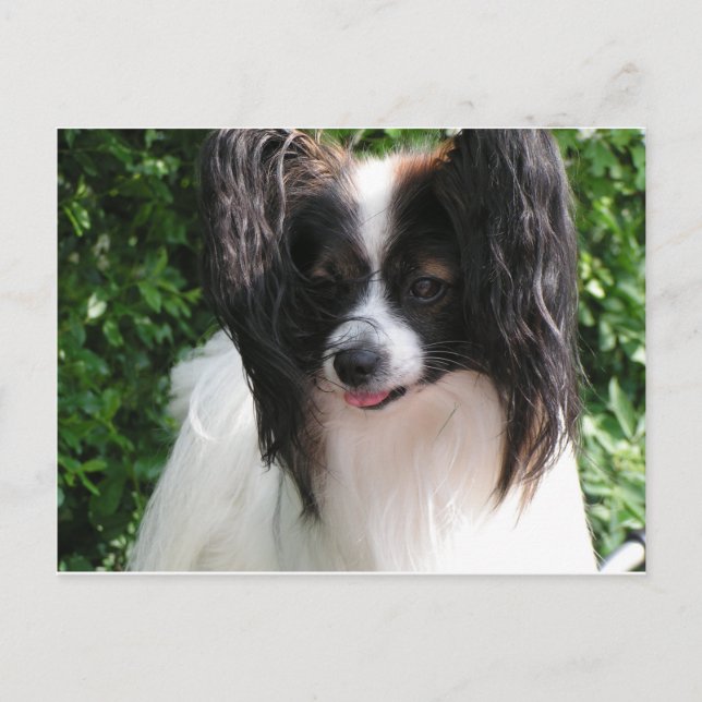 Papillen Postkarte (Vorderseite)