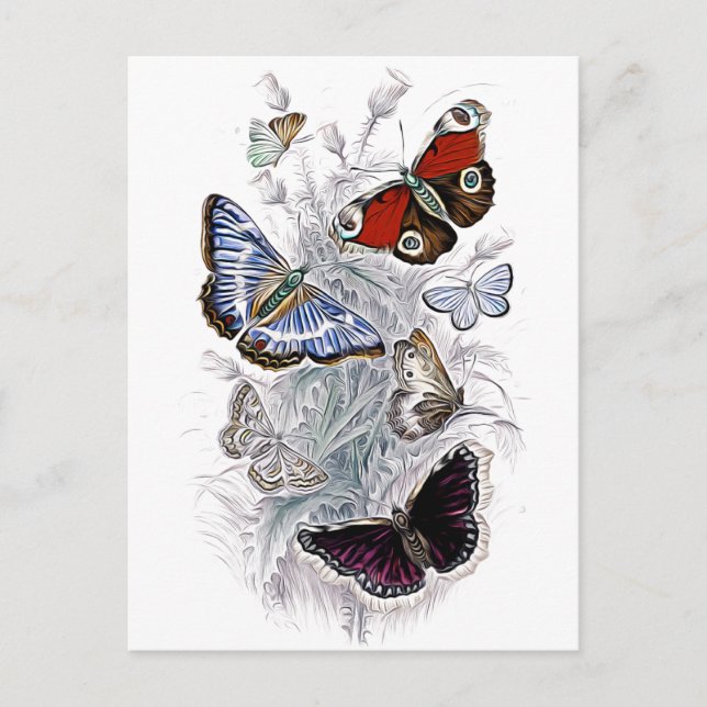 Papillen Postkarte (Vorderseite)