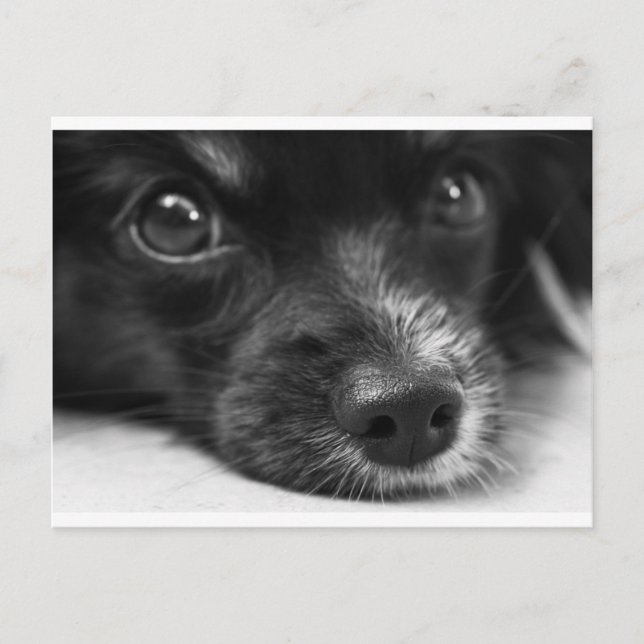 Papillenfläche Postkarte (Vorderseite)