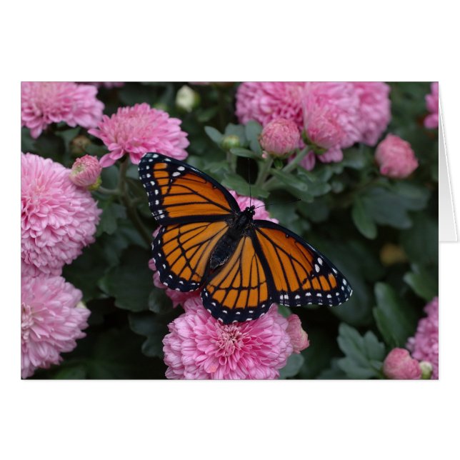 papillon (Devant horizontal)