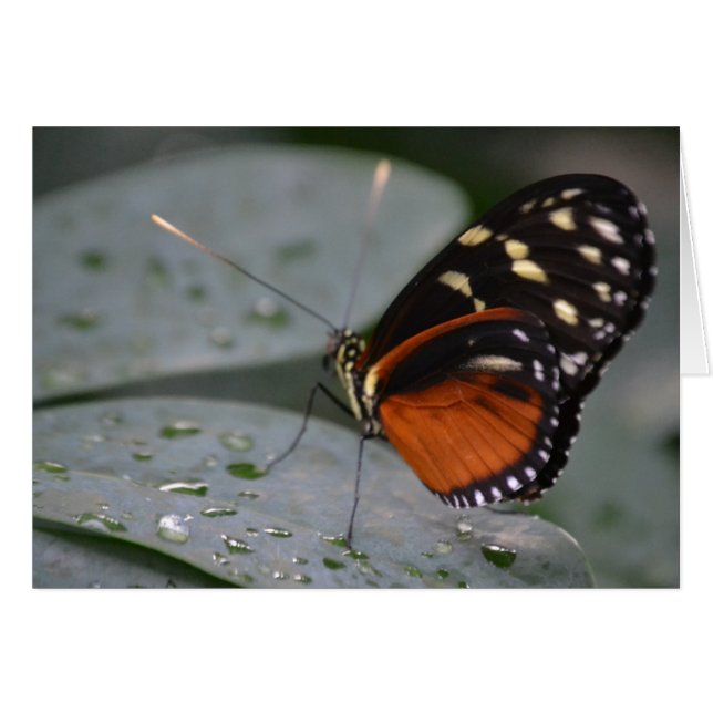 Papillon (Devant horizontal)