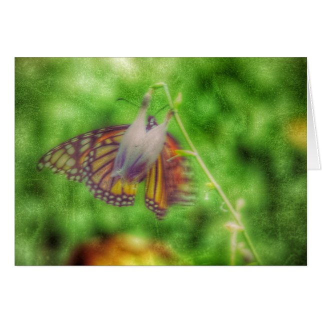 Papillon (Devant horizontal)
