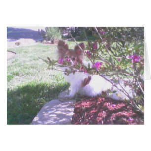 Papillon