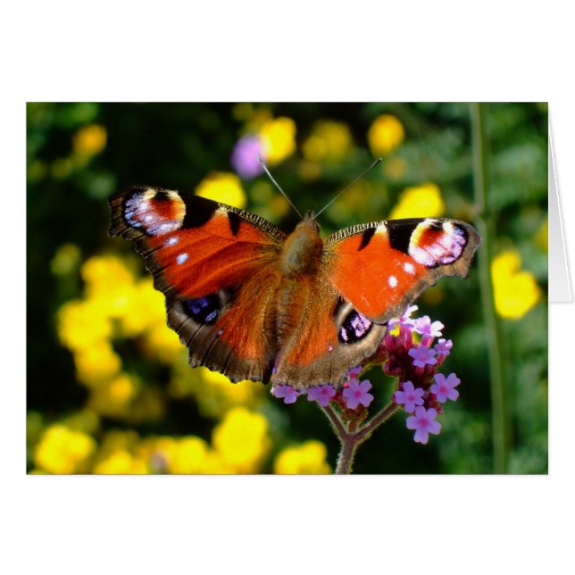 Papillon (Devant Horizontal)