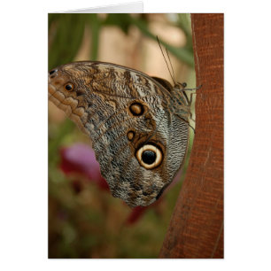 Papillon