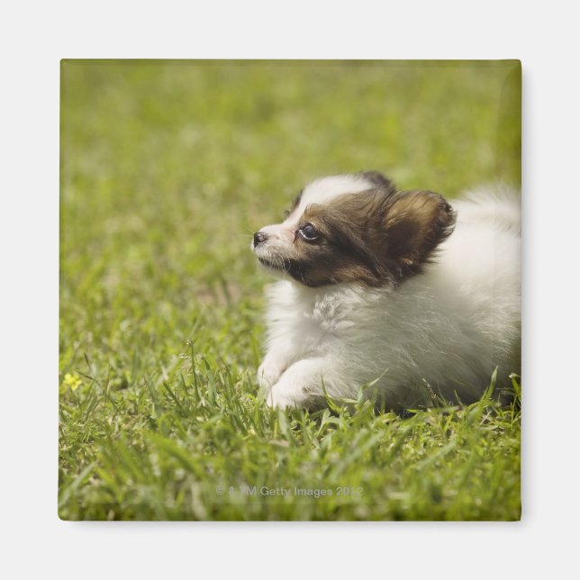 Papillon 2 magnet (Vorne)