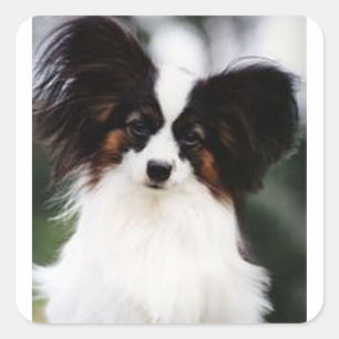Papillon 2 quadratischer aufkleber