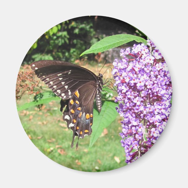 Papillon à épicéa ~ aimant (Devant)