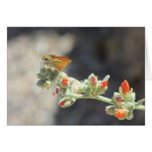 Papillon à liserette orange