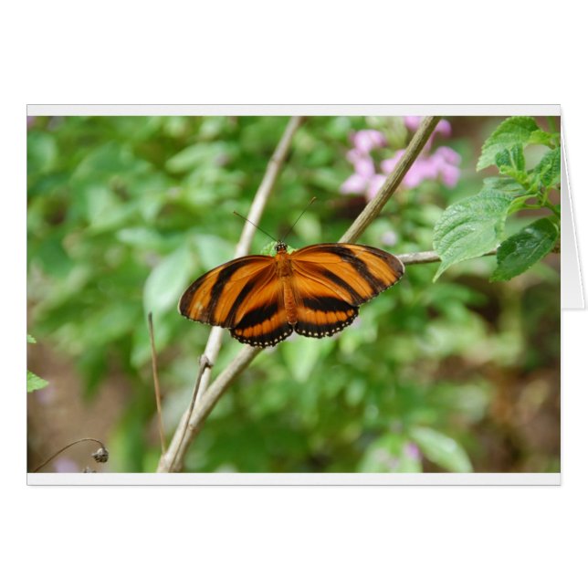 Papillon à rayures de tigre (Devant horizontal)