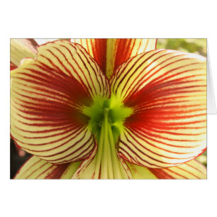 Papillon Amaryllis