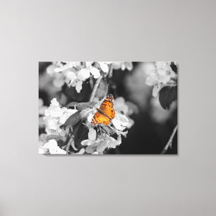 Papillon américain à toile étirée