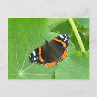 Papillon Amiral Rouge en Gros Plan Carte Postale D
