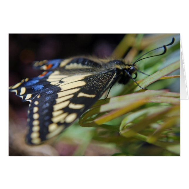Papillon anis (Devant horizontal)